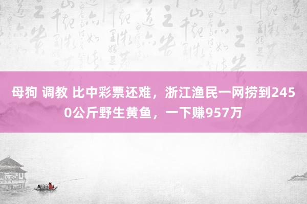 母狗 调教 比中彩票还难，浙江渔民一网捞到2450公斤野生黄鱼，一下赚957万